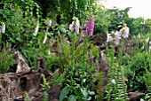 FERNS AND FOXGLOVES IN THE STUMPERY AT HANHAM COURT
