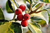 FROSTED HOLLY BERRIES