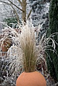 FROSTED STIPA TENUISSIMA IN TERRACOTTA POT