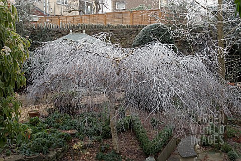 FROSTED_BRANCHES_OF_BETULA_PENDULA_YOUNGII