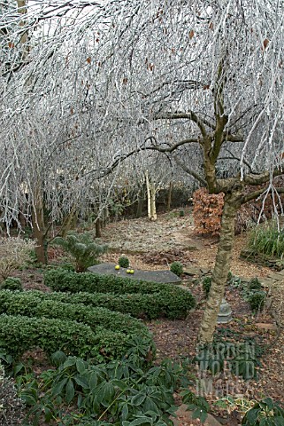 FROSTED_BRANCHES_OF_BETULA_PENDULA_YOUNGII_AND_BUXUS_HEDGE