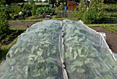 BRASSICAS UNDER NETTING IN ALLOTMENTS