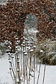 WINTER SEEDHEADS OF PHLOMIS COVERED IN SNOW WITH BEECH HEDGE
