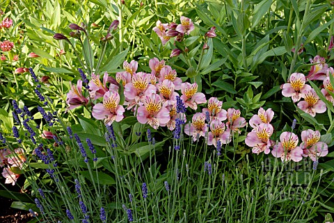 ALSTROEMERIA_FLOWERS_AND_LAVENDER