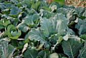 CABBAGES AND CAULIFLOWERS IN VEGETABLE PLOT
