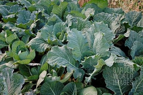 CABBAGES_AND_CAULIFLOWERS_IN_VEGETABLE_PLOT