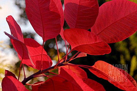 AUTUMNAL_LEAVES_OF_COTINUS_GRACE