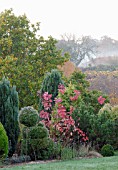 AUTUMNAL CONIFER AND MIXED BORDER