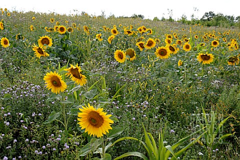 FIELD_OF_SUNFLOWERS_IN_GLOUCESTERSHIRE