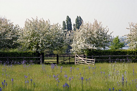 CAMASSIAS_IN_MEADOW_WITH_FLOWERING_CRAB_APPLE_TREES_AT_HOLT_FARM_IN_SOMERSET