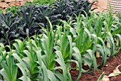 LEEKS AND KALE NERO DI TOSCANA IN VEGETABLE PLOT