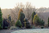 MIXED CONIFER BORDER IN WINTER