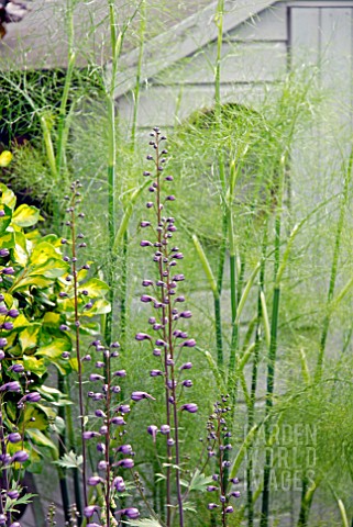 DELPHINIUM_FLOWERS_IN_FRONT_OF_FENNEL