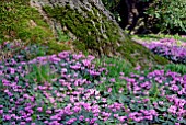 CYCLAMEN COUM GROWING AROUND A TREE TRUNK