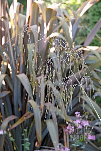 WATER_DROPLETS_ON_STIPA_GIGANTEA_WITH_PHORMIUM_IN_BACKGROUND