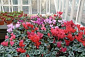 CYCLAMEN PERSICUM ON STAGING IN GLASSHOUSE