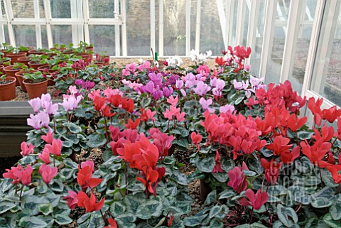 CYCLAMEN_PERSICUM_ON_STAGING_IN_GLASSHOUSE