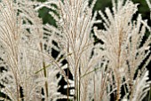 MISCANTHUS SINENSIS PANICLES