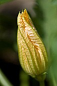 COURGETTE FLOWER