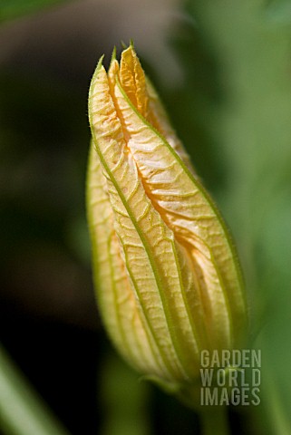 COURGETTE_FLOWER
