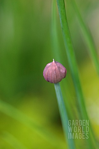 CHIVE_FLOWER