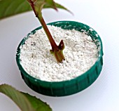 SERIES ON FUCHSIA CUTTINGS - HORMONE ROOTING COMPOUND