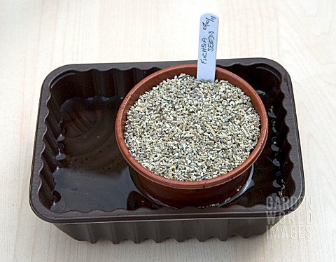 SOWING_FUCHSIA_SEEDS