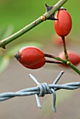 ROSE HIP BARB AND WIRE