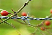 ROSE HIP BARB AND WIRE