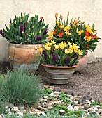 LARGE SPRING POTS OF TULIPS