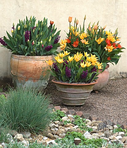 LARGE_SPRING_POTS_OF_TULIPS