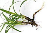 CAREX SHOWING ROOTS AND SHOOTS
