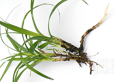 CAREX_SHOWING_ROOTS_AND_SHOOTS