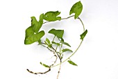BINDWEED SHOWING ROOTS AND SHOOTS