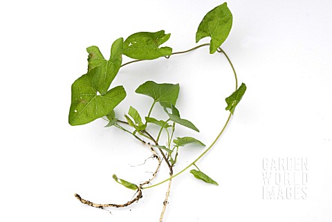 BINDWEED_SHOWING_ROOTS_AND_SHOOTS