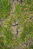 DRIED OUT LAWN
