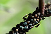 ANTS FEEDING ON BLACK FLY