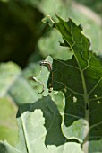 CATERPILLAR OF CABBAGE WHITE BUTTERFLY