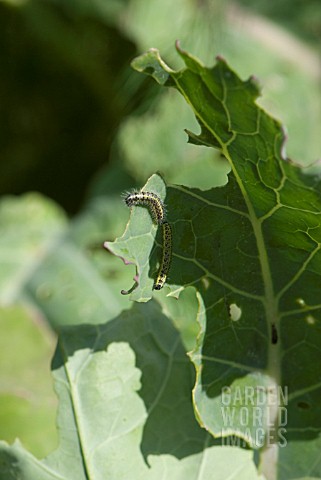 CATERPILLAR_OF_CABBAGE_WHITE_BUTTERFLY