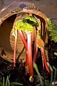 RHUBARB BEING FORCED UNDER POT