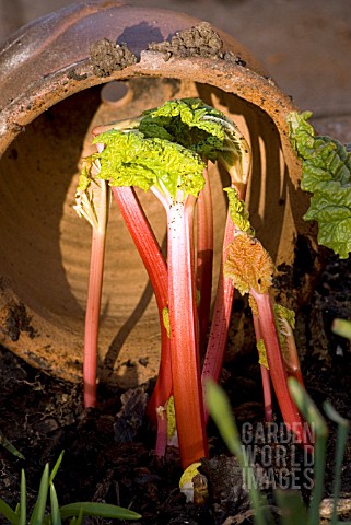 RHUBARB_BEING_FORCED_UNDER_POT