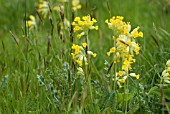 COWSLIPS NATURALISED IN GRASS