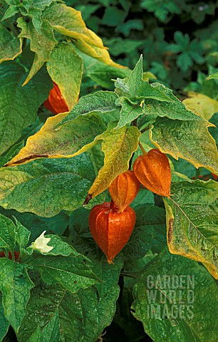PHYSALIS_ALKEKENGI_OR_CHINESE_LANTERN__WITH_BRIGHT_SEEDHEADS_FOR_AUTUMN_COLOUR