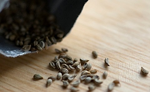 PARSLEY_SEEDS_FROM_PACKET