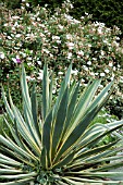 AGAVE WITH CISTUS