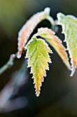 FROST ON KERRIA LEAF