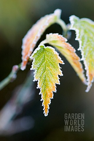 FROST_ON_KERRIA_LEAF