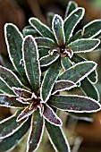 EUPHORBIA LEAVES EDGED WITH FROST