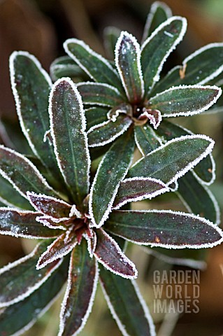 EUPHORBIA_LEAVES_EDGED_WITH_FROST