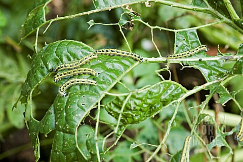 CATERPILLAR_OF_LARGE_WHITE_BUTTERFLY_AND_DAMAGE_CAUSED